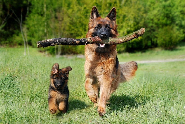 German Shepherds playing